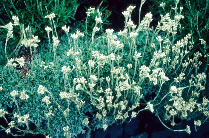 Pussy Toes - Antennaria dioica from E.C. Brown's Nursery