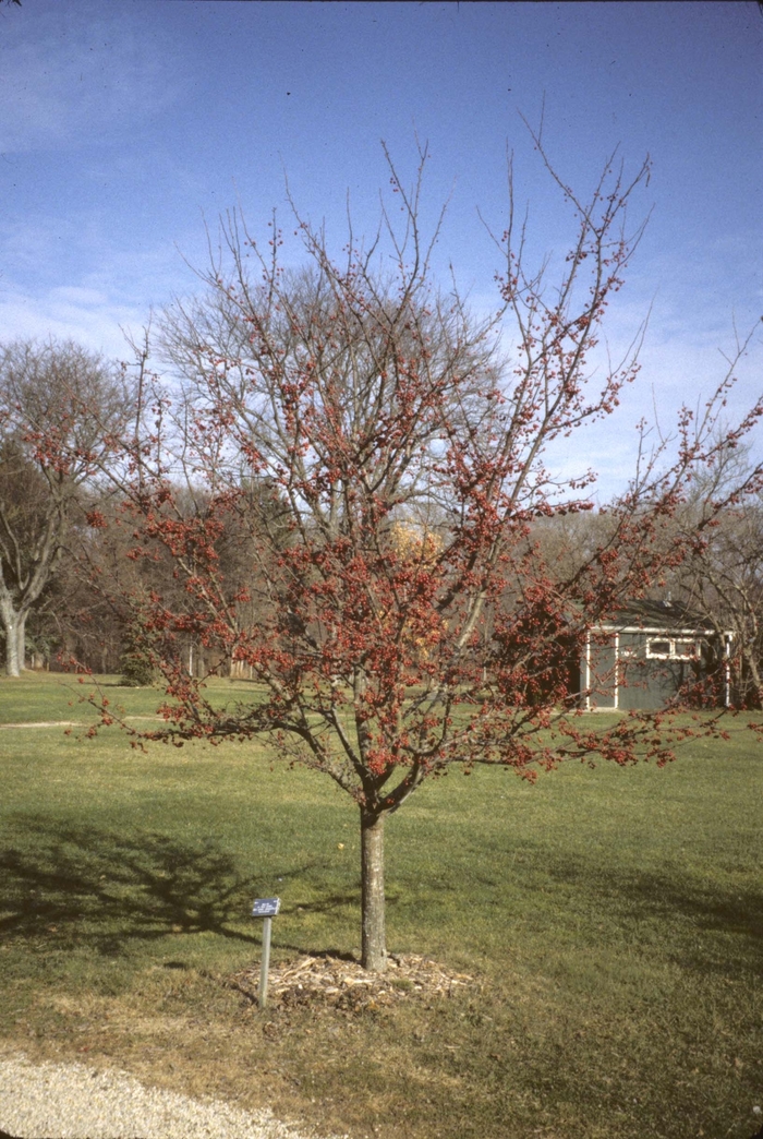 Sugar Tyme - Malus hybrid from E.C. Brown's Nursery Sugar Tyme - Malus hybrid from E.C. Brown's Nursery