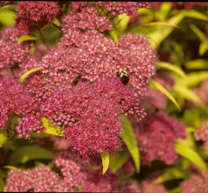 Gold Flame Spirea - Spiraea x bumalda 'Gold Flame' from E.C. Brown's Nursery