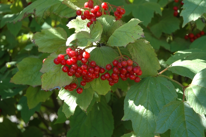 American Cranberry Viburnum - Viburnum trilobum from E.C. Brown's Nursery American Cranberry Viburnum - Viburnum trilobum from E.C. Brown's Nursery