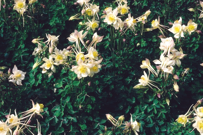 Columbine - Aquilegia 'Goldfinch' from E.C. Brown's Nursery