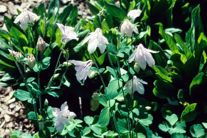 Granny's Bonnet - Aquilegia vulgaris from E.C. Brown's Nursery Granny's Bonnet - Aquilegia vulgaris from E.C. Brown's Nursery