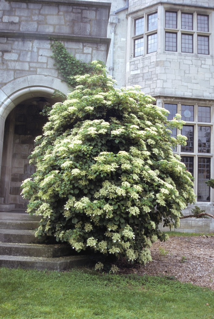 Climbing Hydrangea - Hydrangea anomala subsp. petiolaris from E.C. Brown's Nursery
