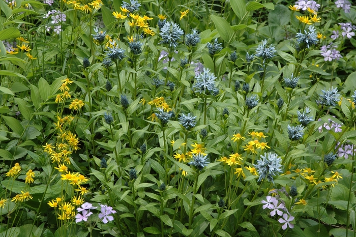 Solomon's Seal - Polygonatum biflorum from E.C. Brown's Nursery