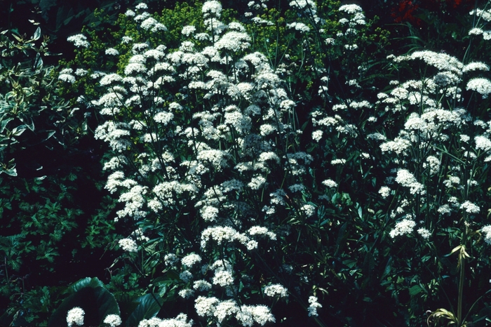 Common Valerian - Valeriana officinalis from E.C. Brown's Nursery Common Valerian - Valeriana officinalis from E.C. Brown's Nursery