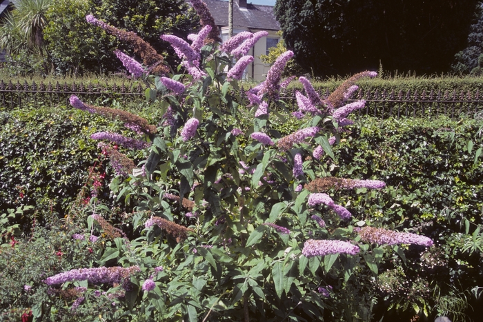 Common Butterfly Bush - Buddleia davidii from E.C. Brown's Nursery Common Butterfly Bush - Buddleia davidii from E.C. Brown's Nursery