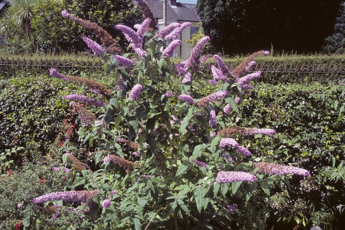 Common Butterfly Bush - Buddleia davidii from E.C. Brown's Nursery