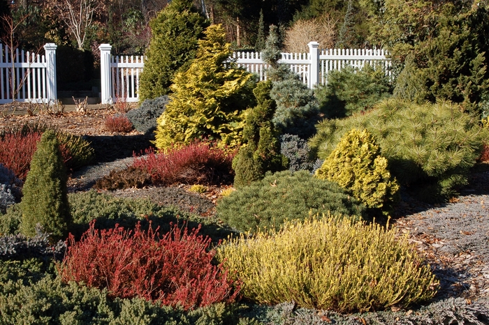 Aurea Hinoki Falsecypress - Chamaecyparis obtusa 'Aurea' (Hinoki Falsecypress) from E.C. Brown's Nursery