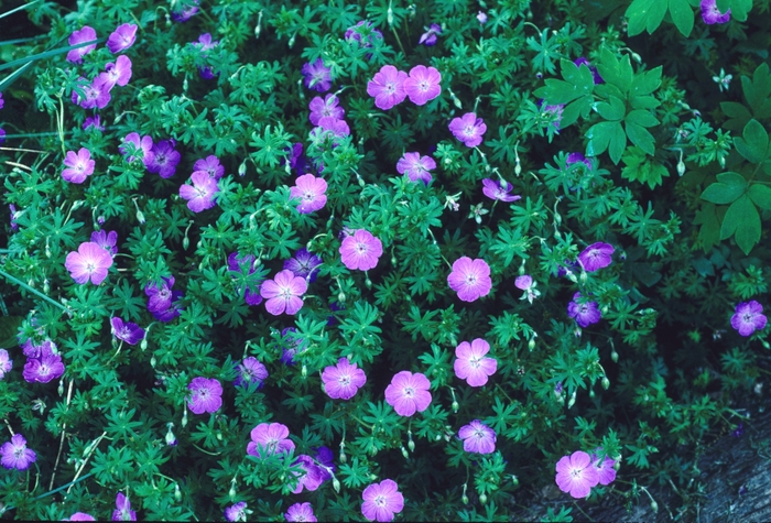 Bloody Cranesbill - Geranium sanguineum from E.C. Brown's Nursery