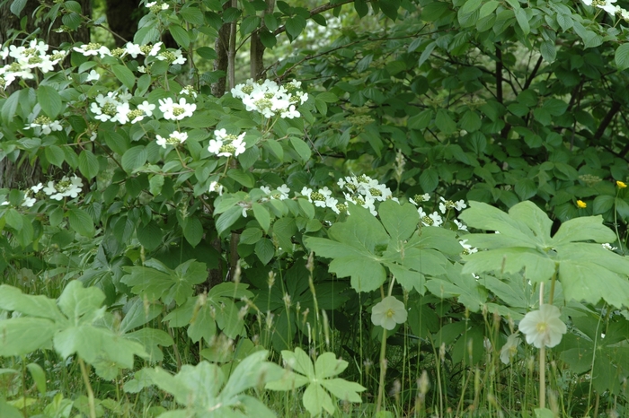 Doublefile Viburnum - Viburnum plicatum from E.C. Brown's Nursery