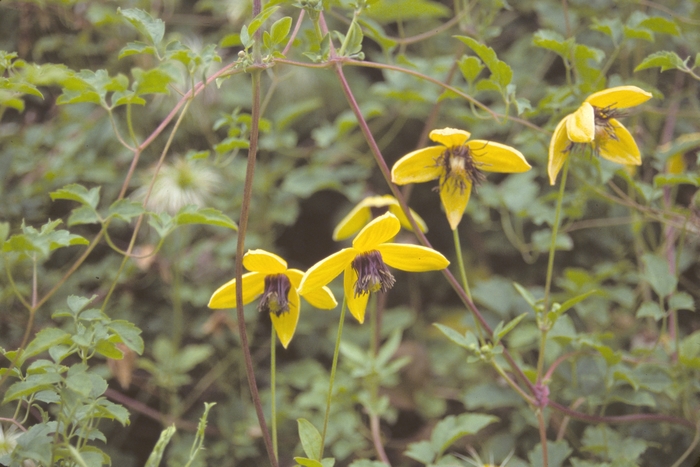 Lemon Peel Clematis - Clematis tangutica from E.C. Brown's Nursery Lemon Peel Clematis - Clematis tangutica from E.C. Brown's Nursery