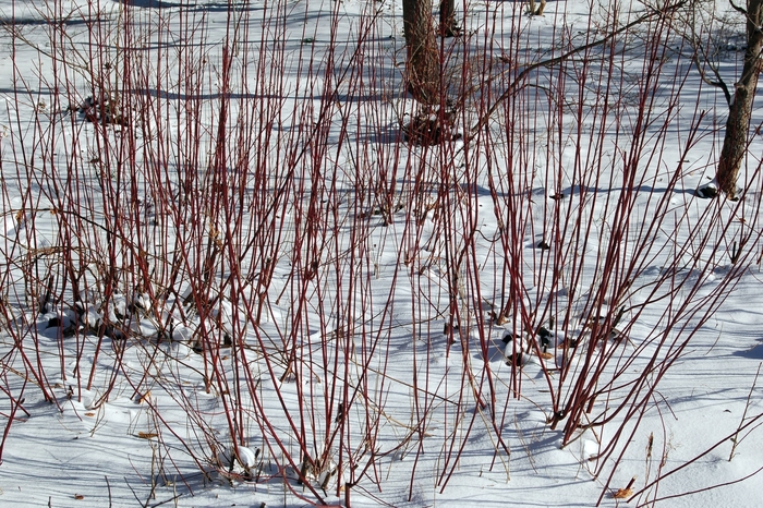 Red Osier Dogwood - Cornus sericea from E.C. Brown's Nursery Red Osier Dogwood - Cornus sericea from E.C. Brown's Nursery