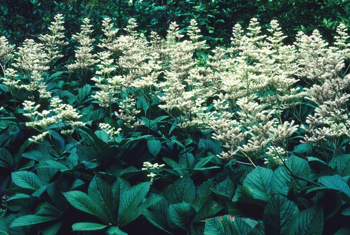 Rodgersia - Rodgersia podophylla from E.C. Brown's Nursery Rodgersia - Rodgersia podophylla from E.C. Brown's Nursery