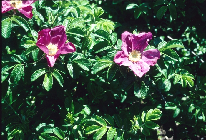 Shrub Rose - Rosa rugosa from E.C. Brown's Nursery Shrub Rose - Rosa rugosa from E.C. Brown's Nursery