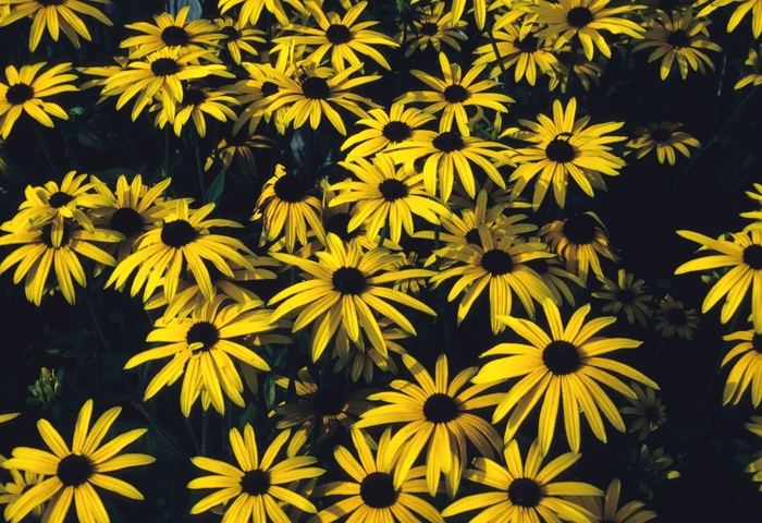 Black-eyed Susan - Rudbeckia fulgida var. deamii from E.C. Brown's Nursery