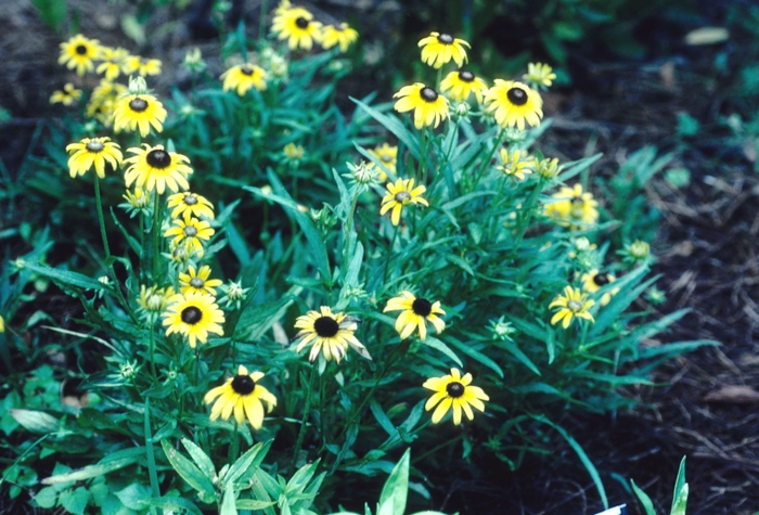 Black-eyed Susan - Rudbeckia fulgida 'Viette's Dwarf' from E.C. Brown's Nursery