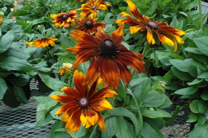 'Autumn Colors' - Rudbeckia hirta from E.C. Brown's Nursery