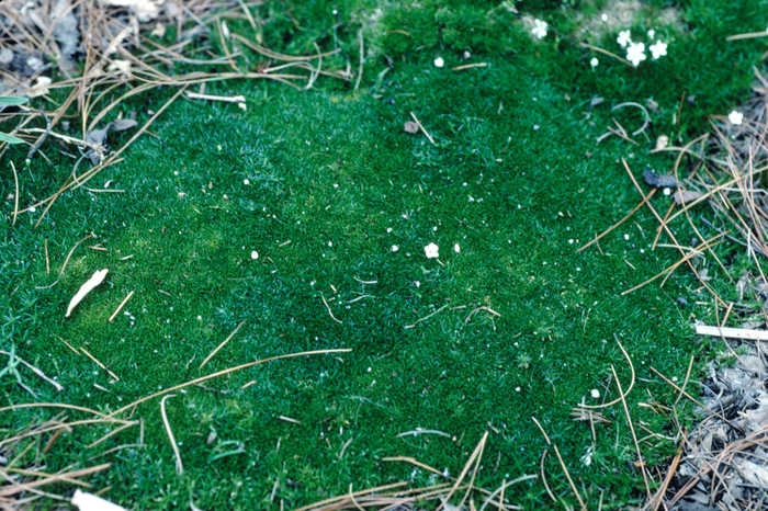 Pearlwort - Sagina subulata from E.C. Brown's Nursery Pearlwort - Sagina subulata from E.C. Brown's Nursery