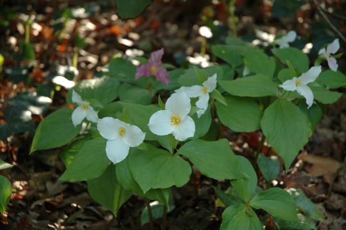 Great White Trillium - Trillium grandiflorum (George Young) from E.C. Brown's Nursery