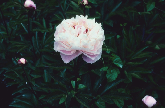 'Bunker Hill' - Paeonia lactiflora from E.C. Brown's Nursery 'Bunker Hill' - Paeonia lactiflora from E.C. Brown's Nursery