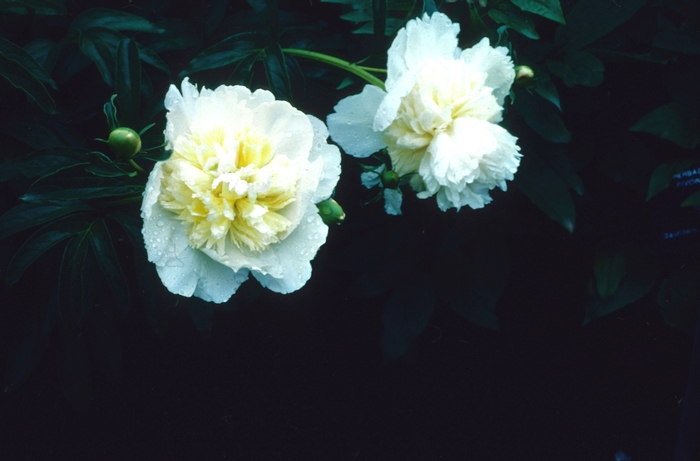 Honey Gold Peony - Paeonia lactiflora 'Honey Gold' (Peony) from E.C. Brown's Nursery Honey Gold Peony - Paeonia lactiflora 'Honey Gold' (Peony) from E.C. Brown's Nursery
