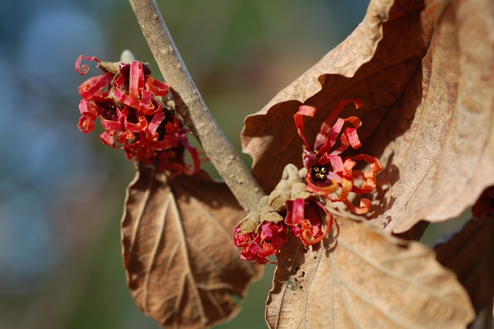 Diane Witchhazel - Hamamelis x intermedia 'Diane' from E.C. Brown's Nursery