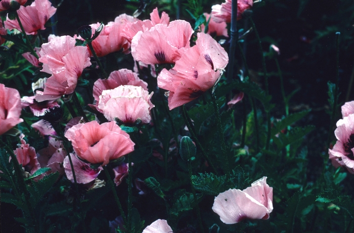 'Mrs Perry' Oriental poppy - Papaver orientale from E.C. Brown's Nursery