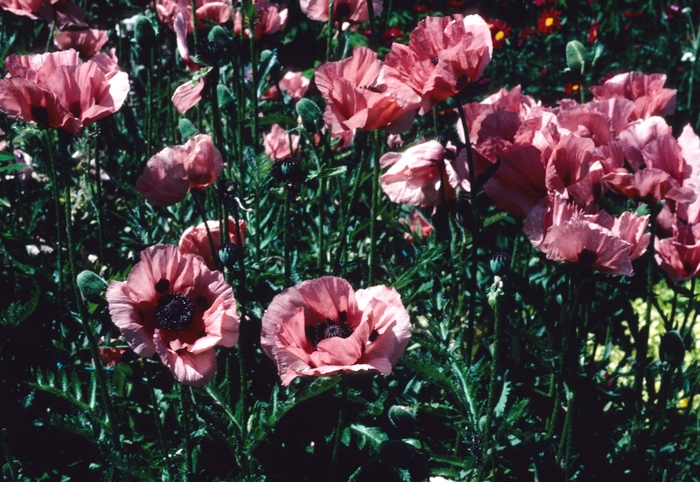 'Princess Victoria Louise' Oriental poppy - Papaver orientale from E.C. Brown's Nursery