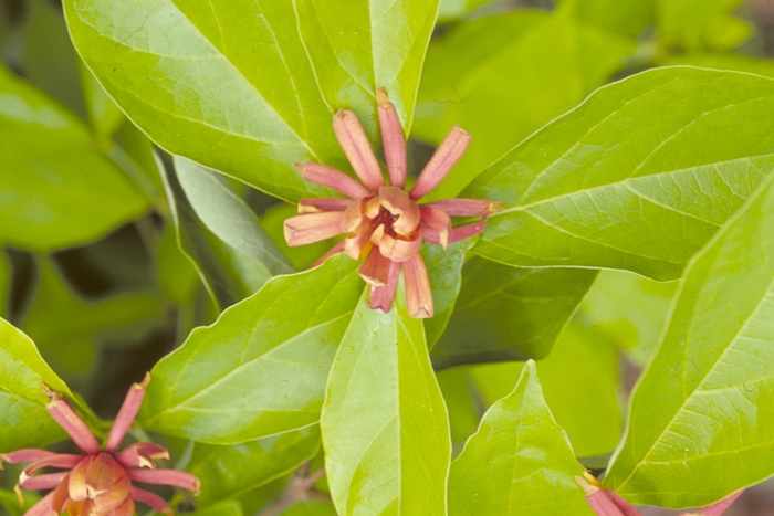 Carolina Allspice - Calycanthus floridus from E.C. Brown's Nursery Carolina Allspice - Calycanthus floridus from E.C. Brown's Nursery