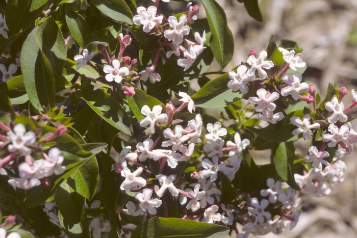 Glossy Abelia - Abelia mosanensis from E.C. Brown's Nursery Glossy Abelia - Abelia mosanensis from E.C. Brown's Nursery