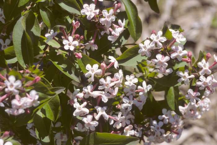 Glossy Abelia - Abelia mosanensis from E.C. Brown's Nursery