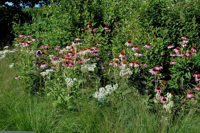 Prairie Dropseed - Sporobolus heterolepis from E.C. Brown's Nursery