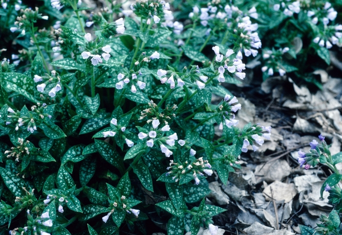 Lungwort - Pulmonaria saccharata 'Mrs Moon' from E.C. Brown's Nursery Lungwort - Pulmonaria saccharata 'Mrs Moon' from E.C. Brown's Nursery