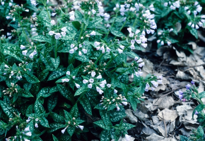 Lungwort - Pulmonaria saccharata 'Mrs Moon' from E.C. Brown's Nursery