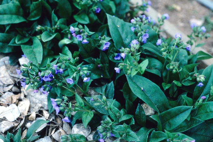 Lungwort - Pulmonaria saccharata 'Blue Ensign' from E.C. Brown's Nursery