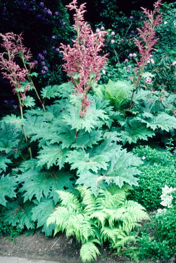 Ornamental Rhubarb - Rheum palmatum var. tanguticum from E.C. Brown's Nursery Ornamental Rhubarb - Rheum palmatum var. tanguticum from E.C. Brown's Nursery
