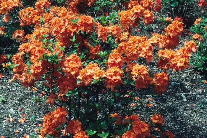 'Gibraltar' - Rhododendron hybrid from E.C. Brown's Nursery 'Gibraltar' - Rhododendron hybrid from E.C. Brown's Nursery