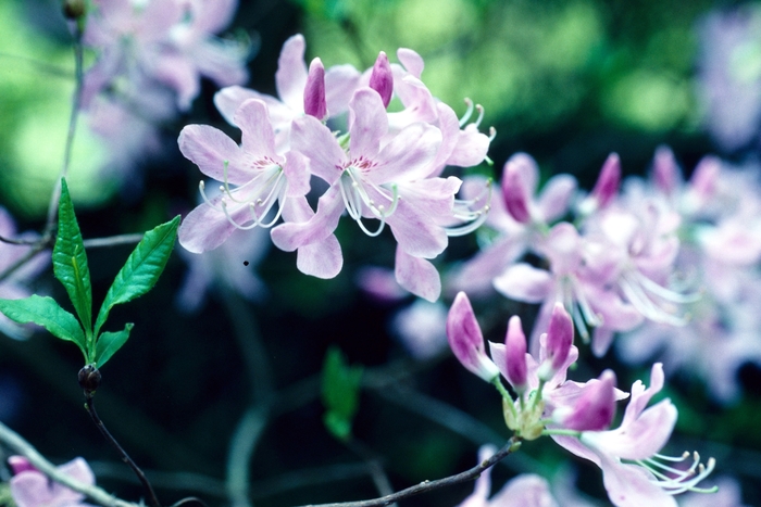 Rhododendron - Rhododendron vaseyi from E.C. Brown's Nursery