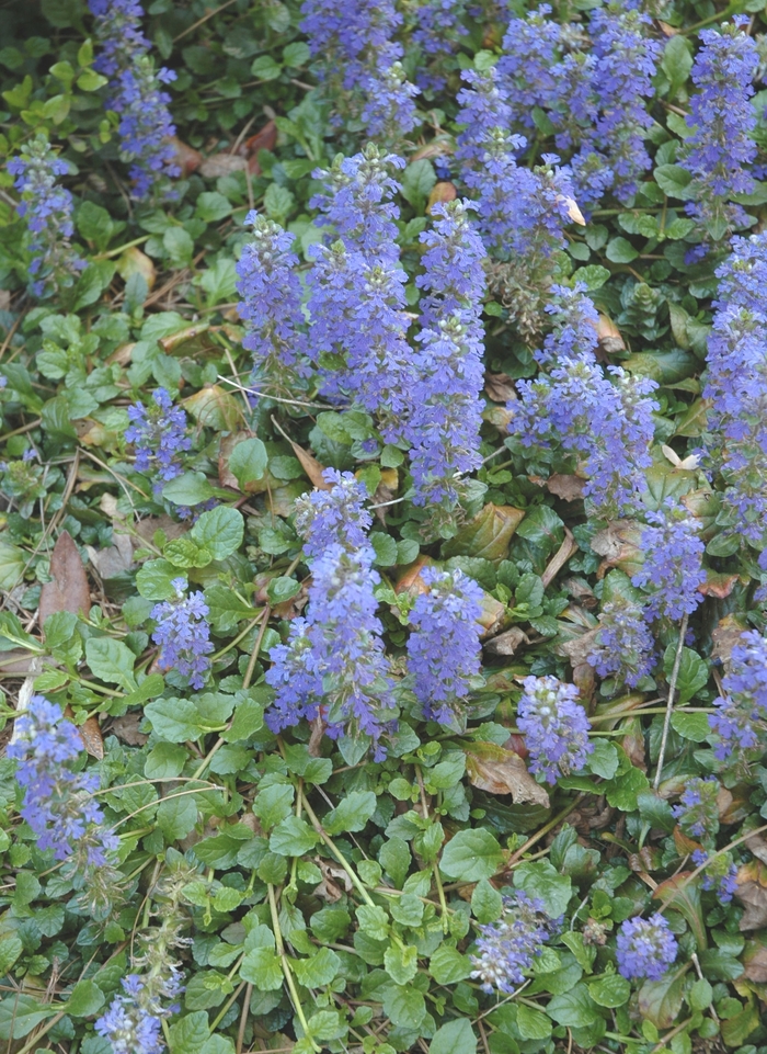 Common Bugle Weed - Ajuga reptans from E.C. Brown's Nursery