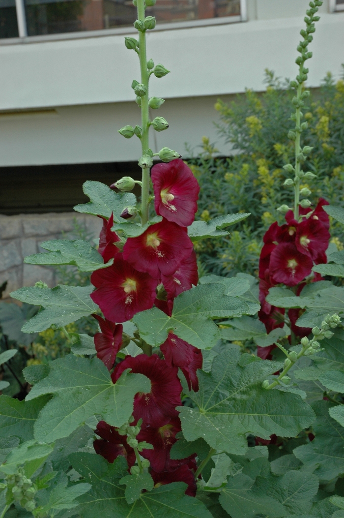 Fig-leaf Hollyhock - Alcea ficifolia from E.C. Brown's Nursery Fig-leaf Hollyhock - Alcea ficifolia from E.C. Brown's Nursery