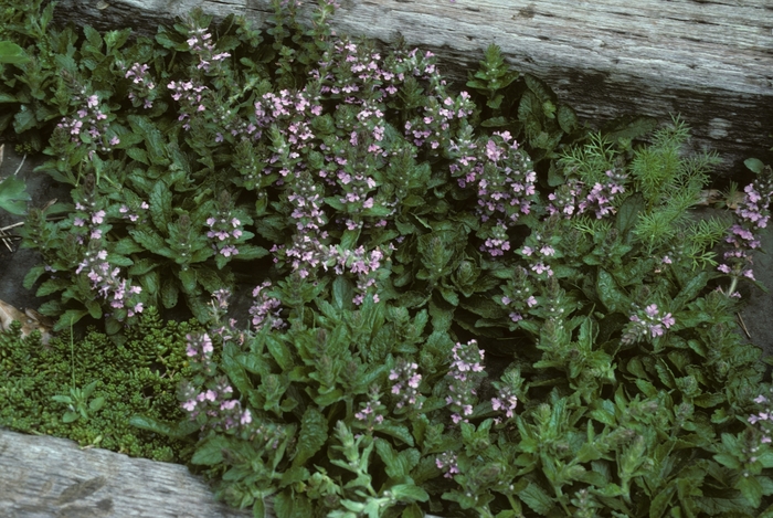 Geneva Bugle Weed - Ajuga genevensis 'Pink Beauty' from E.C. Brown's Nursery