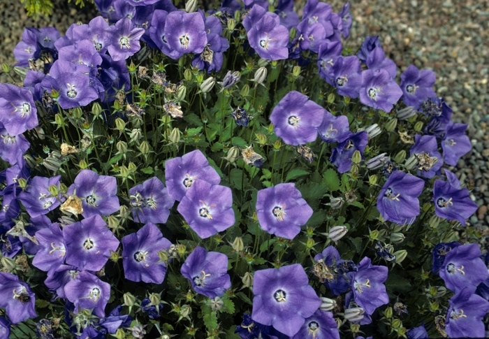 Bellflower - Campanula carpatica var. turbinata from E.C. Brown's Nursery