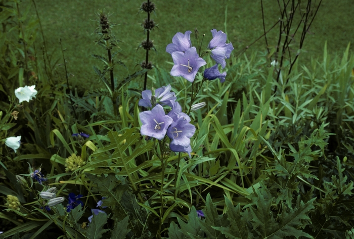 Peach-Leaved Bellflower - Campanula persicifolia 'Telham Beauty' from E.C. Brown's Nursery