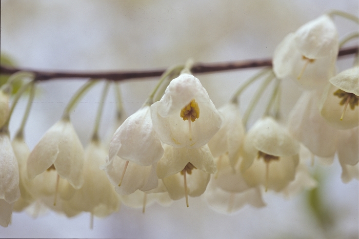 Carolina Silverbell - Halesia tetraptera from E.C. Brown's Nursery