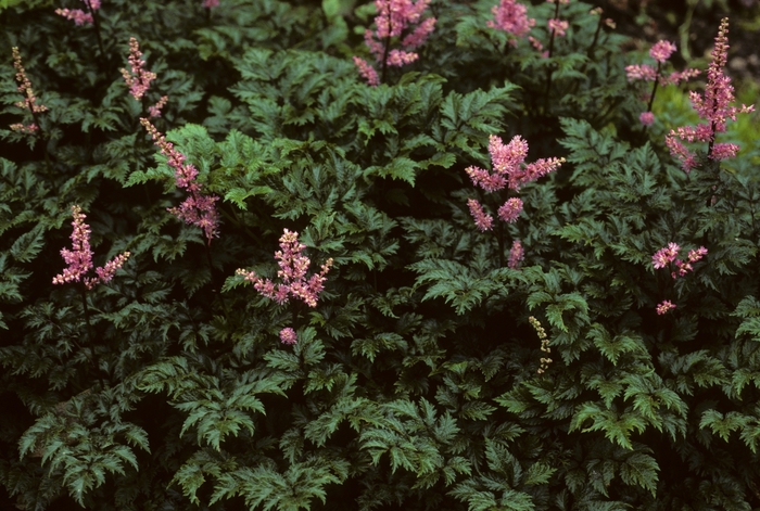 False Spirea - Astilbe crispa 'Perkeo' from E.C. Brown's Nursery