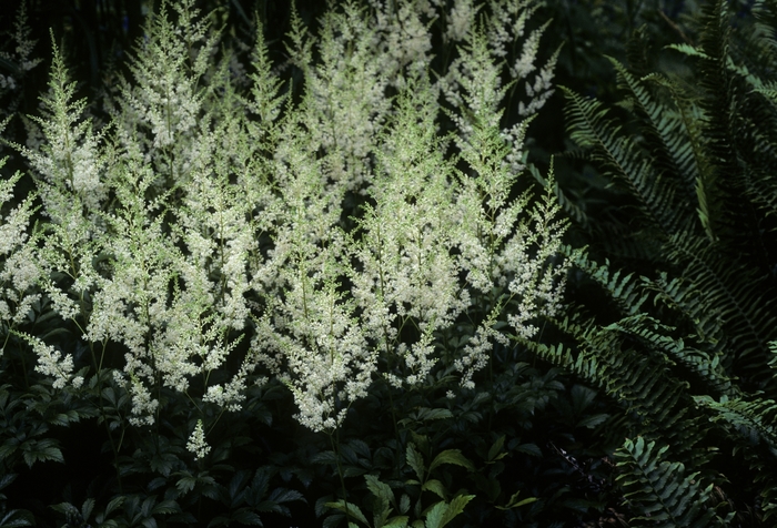 Astilbe - Astilbe x arendsii 'Snowdrift' from E.C. Brown's Nursery