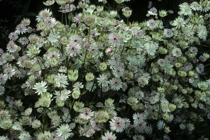 Masterwort - Astrantia major from E.C. Brown's Nursery