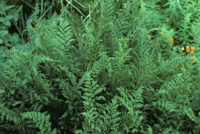 'Victoriae' - Athyrium filix-femina from E.C. Brown's Nursery