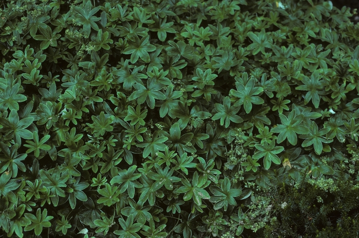 Lady's Mantel - Alchemilla alpina from E.C. Brown's Nursery