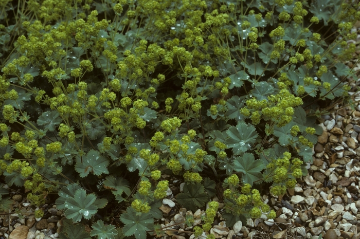 Dwarf Lady's Mantle - Alchemilla erythropoda from E.C. Brown's Nursery